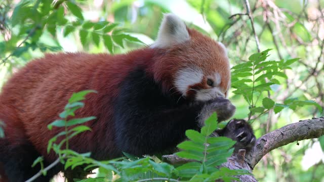 Red Panda