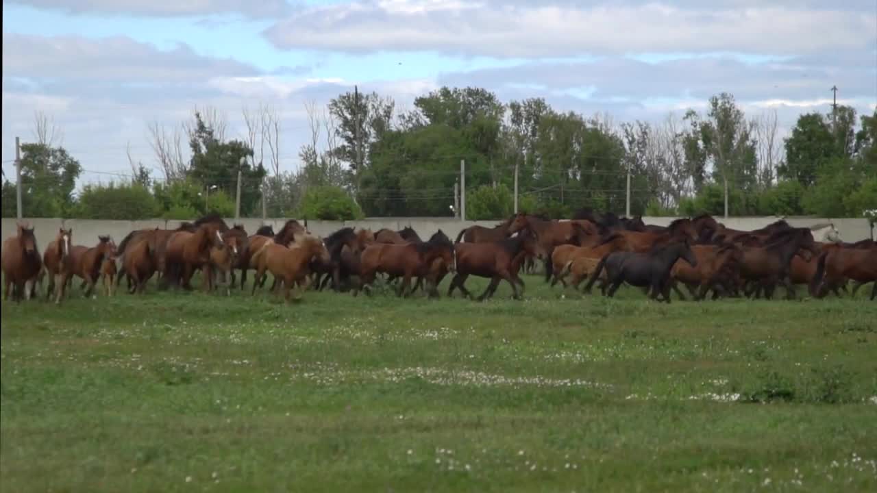 Herd of horses galloping on the background of green field