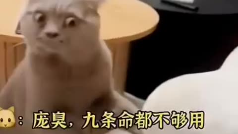 funny vedio cat,and other animal