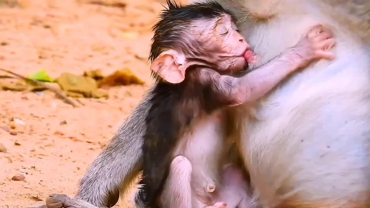 Monkey breastfeeding baby / Feeding hungry baby / Cute monkey/ Nature