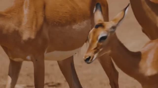 Beautiful animal