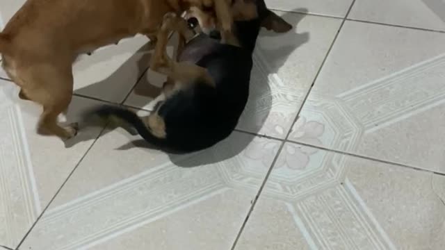 my dogs fighting because they are jealous of me🤣🤣