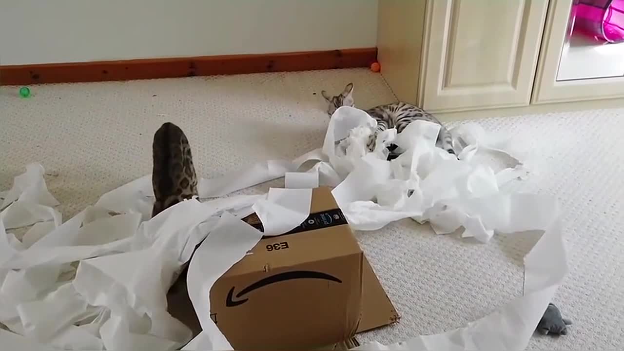 Cat Enjoying Catnip In the Snow