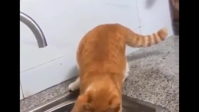 Cute cat Video