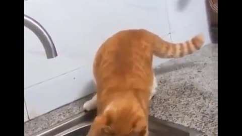 Cute cat Video