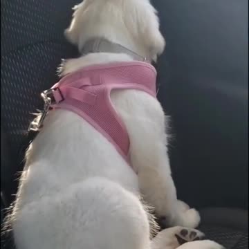 Dog was so sad she didn't get a pup cup