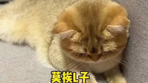 Funny cat videos 😺 Makes me laugh uncontrollably😹 cats have this ability!#20