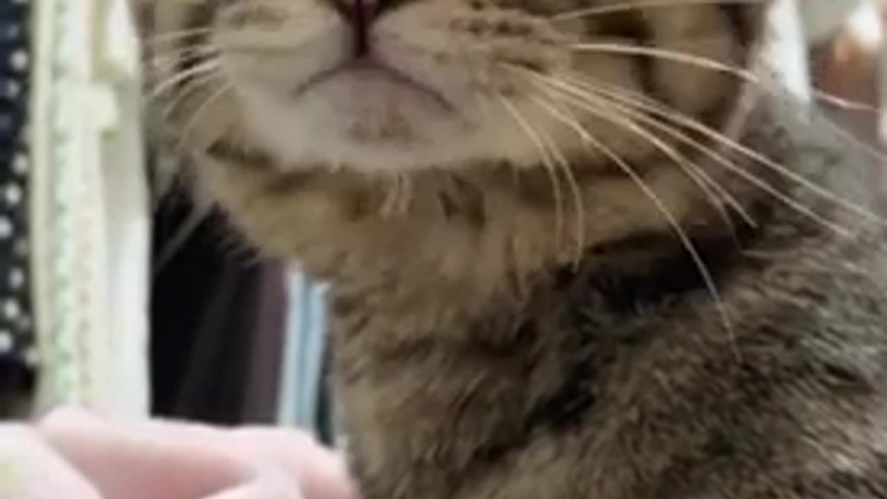 Amazing cat 🐈 trending video