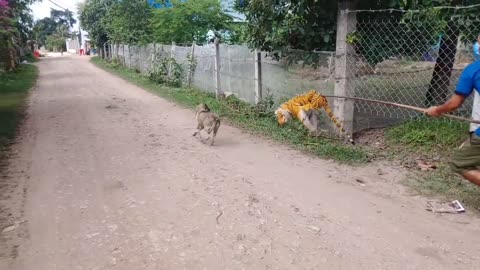 Fake Tiger Prank Dog Run Funny