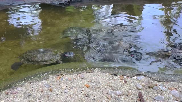 herd-of-turtles-swimming-in-zoo-habitat