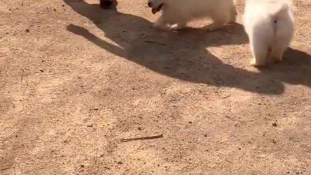 Funniest and Cutest Puppies