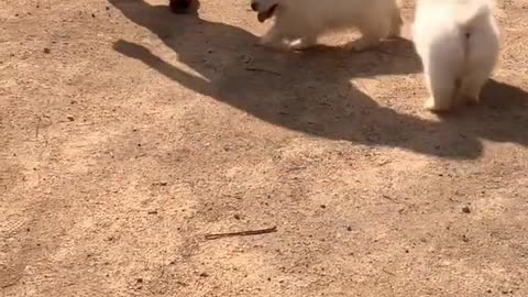 Funniest and Cutest Puppies