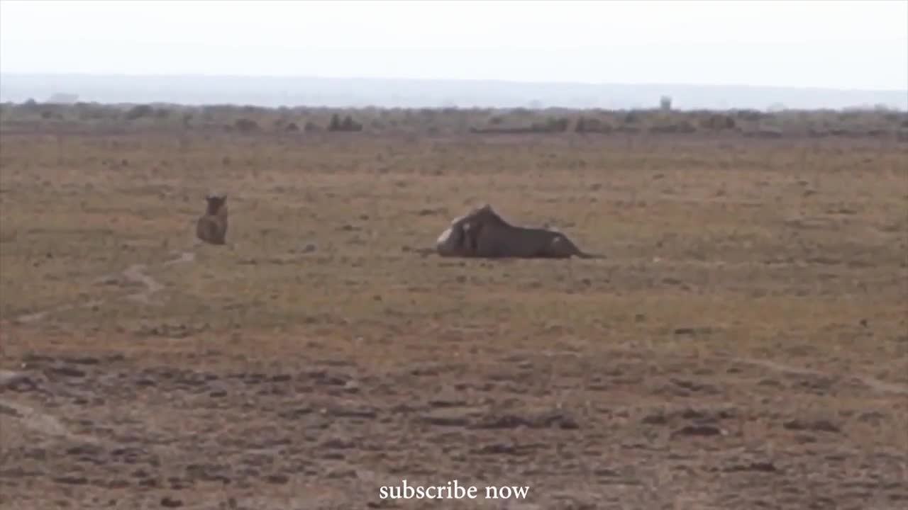 Lion vs Lion Fight for Territory Two Lions Fighting