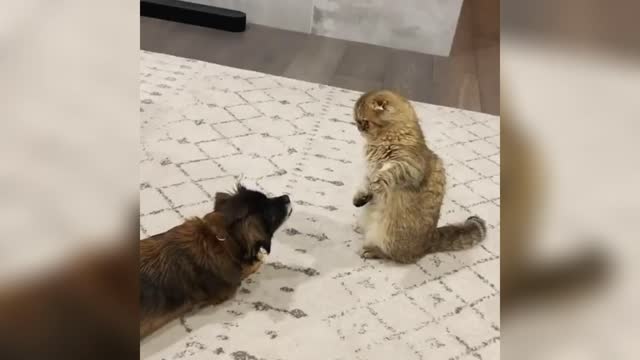 Cute and funny cats and dogs