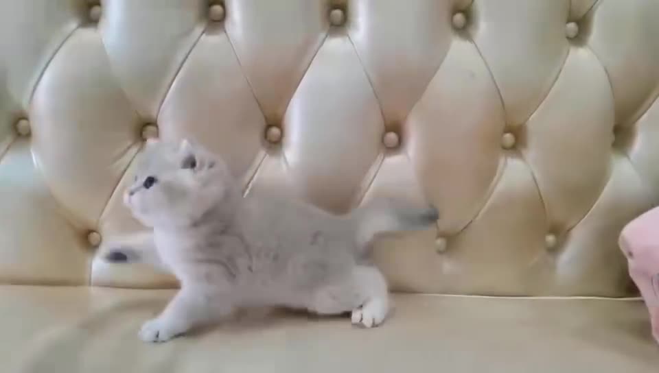 I found the cat, in which I could imagine my situation