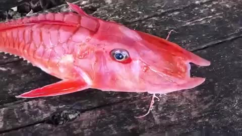 unique and rare fish, what kind of fish?