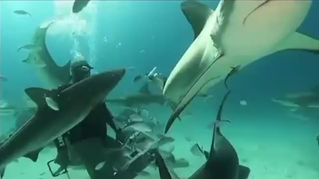 Dance with sharks
