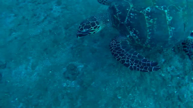 A surprise meeting with a sea turtle asking for help