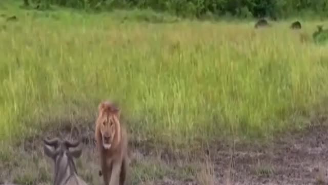 Lion kills takes Down large animal stuck in the mud 😱😱
