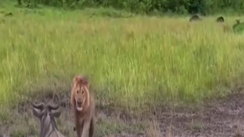 Lion kills takes Down large animal stuck in the mud 😱😱