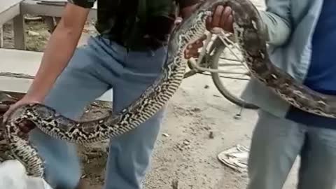 Big Snake at Indonesia