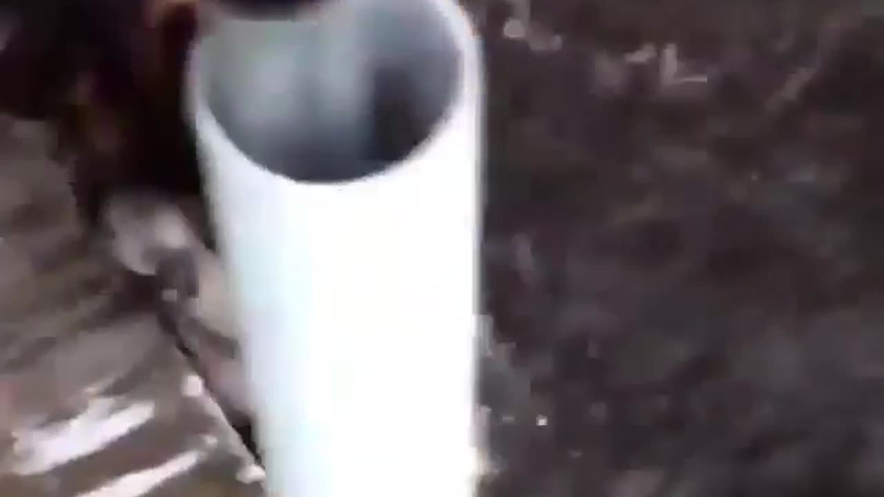 Cute and funny animals
