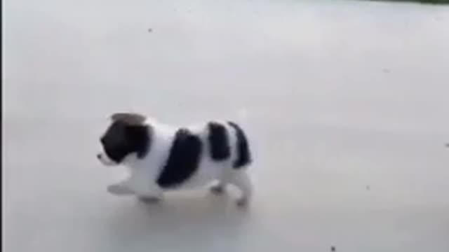 Cute animals | funny animals video | so cute