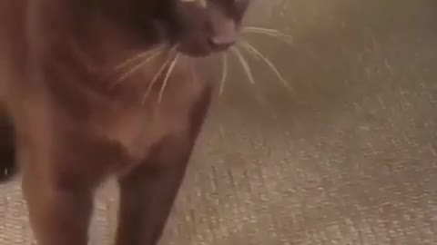 A cat with a powerful vibe