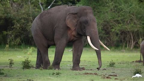 A Humble tusker..................