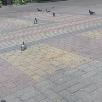 alimentendo os pombos na estação ônibus pt13