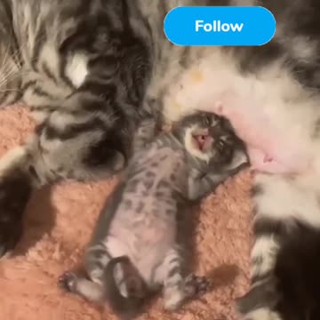 Fanny cat and kittycat video