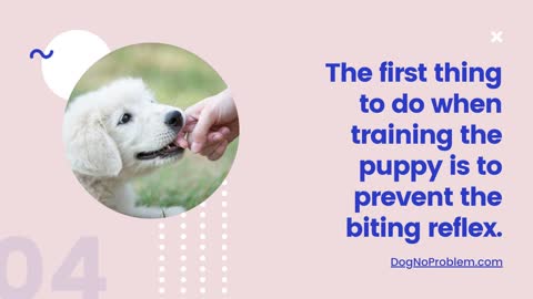 How to Stop Puppy Biting. Once & for All!