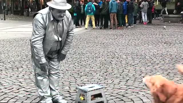 Dog amazed by street performer