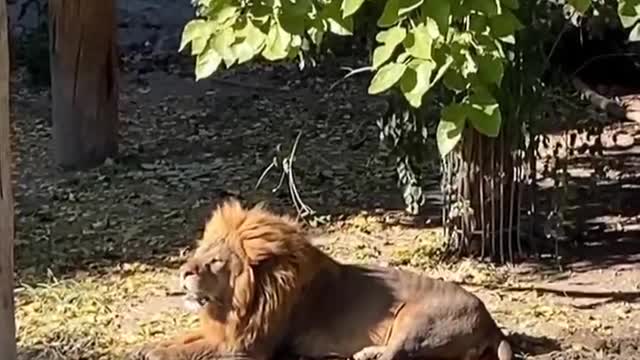 The lion is sunbathing