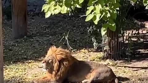 The lion is sunbathing