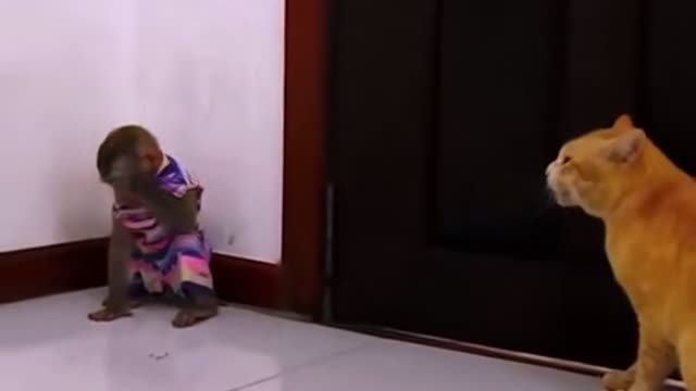 Cat been disturbed by a monkey.