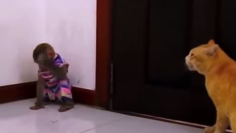 Cat been disturbed by a monkey.