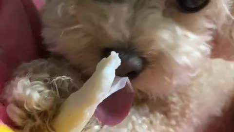 The dog eats gum.