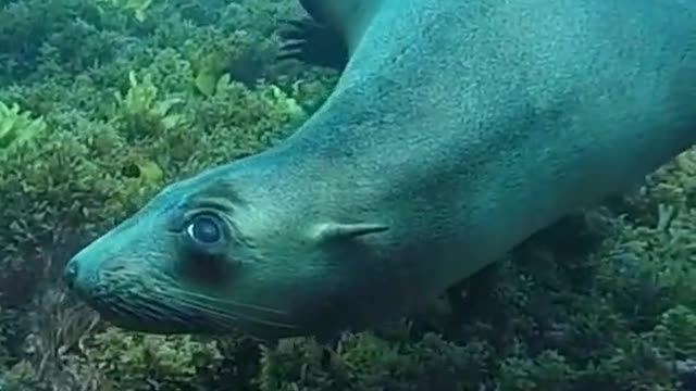 sea ​​lions playing in the waters of hawaii