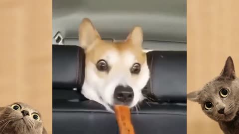 This dog Just stole a hot dog