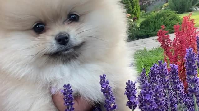 cuuuttteeee dog