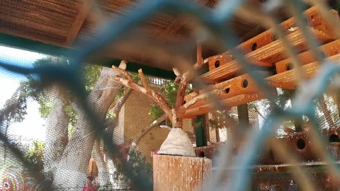 Adorable Couple Birds Fly In Zoo Cage For Visitors