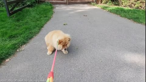 Aggressive Chow Chow - World`s Top 11th Aggressive Dog #Shorts Dog world