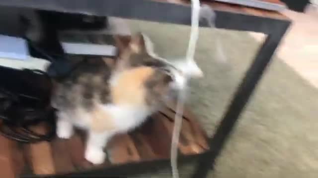 Cute and funny cat videos, computation 2021