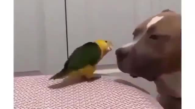 funny Bird with dog