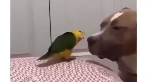 funny Bird with dog