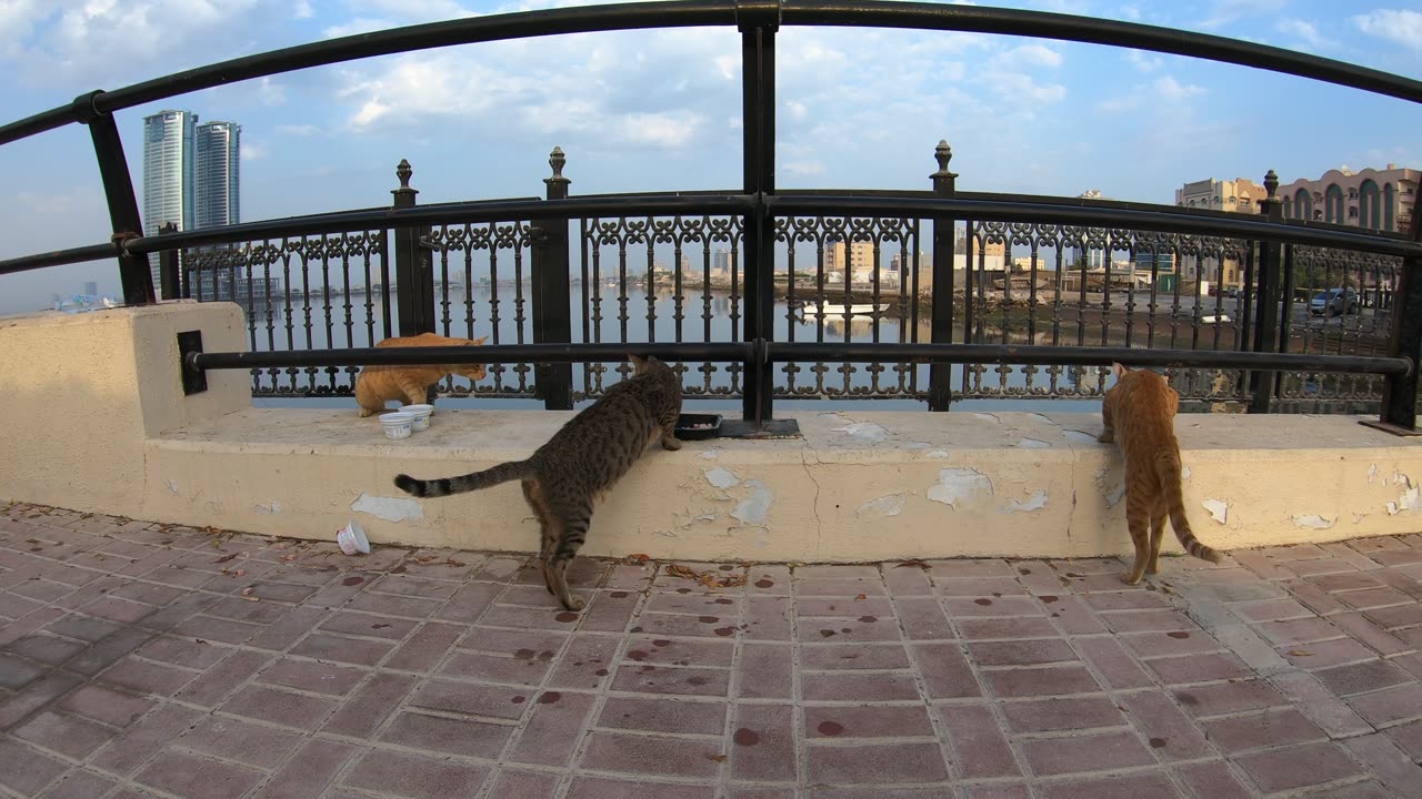 ED SHEERAN & MICHAEL JACKSON & CHRIS MARTIN - Homeless cats in Ras Al Khaimah, UAE #cat #cats #viral