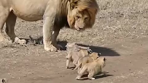 The lion running away from the lion cubs