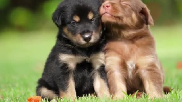 Cute little puppies playing in slow motion