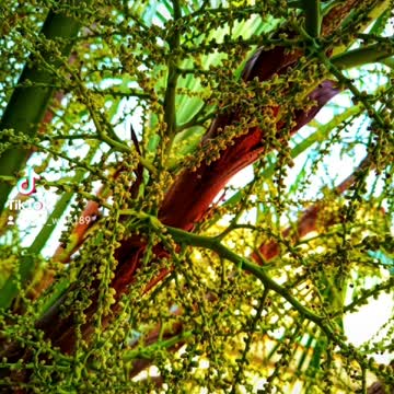 Beautiful flowers/Roses